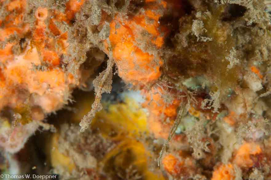 Lembeh Seadragon