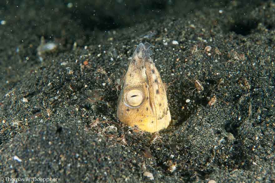 Blacksaddle Snake Eel
