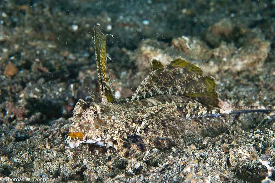 Orange and Black Dragonet