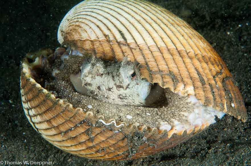 Coconut Octopus
