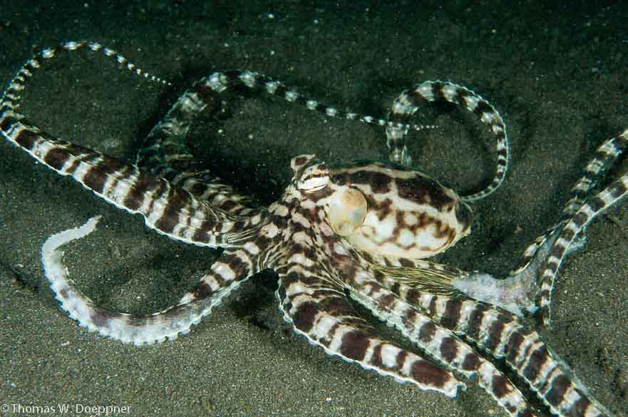 Mimic Octopus