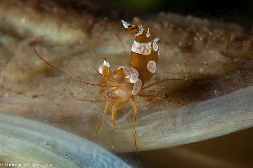 Squat Shrimp