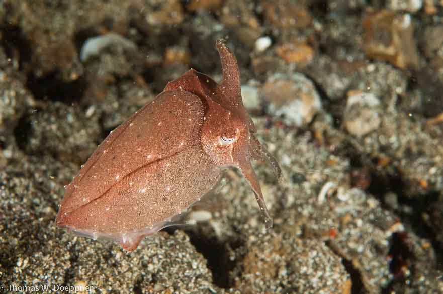 Dwarf Cuttlefish
