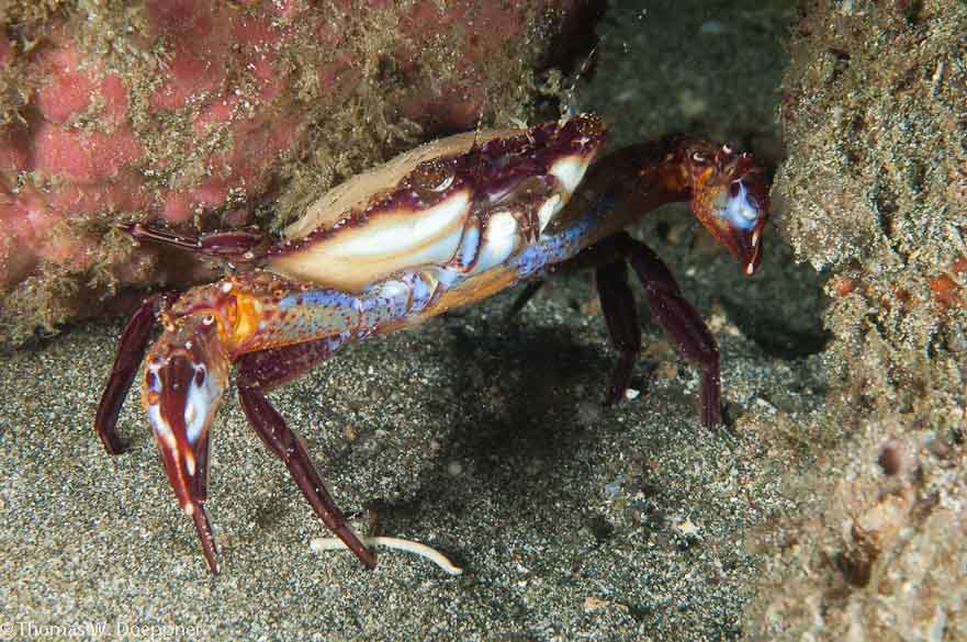 Swimming Crab