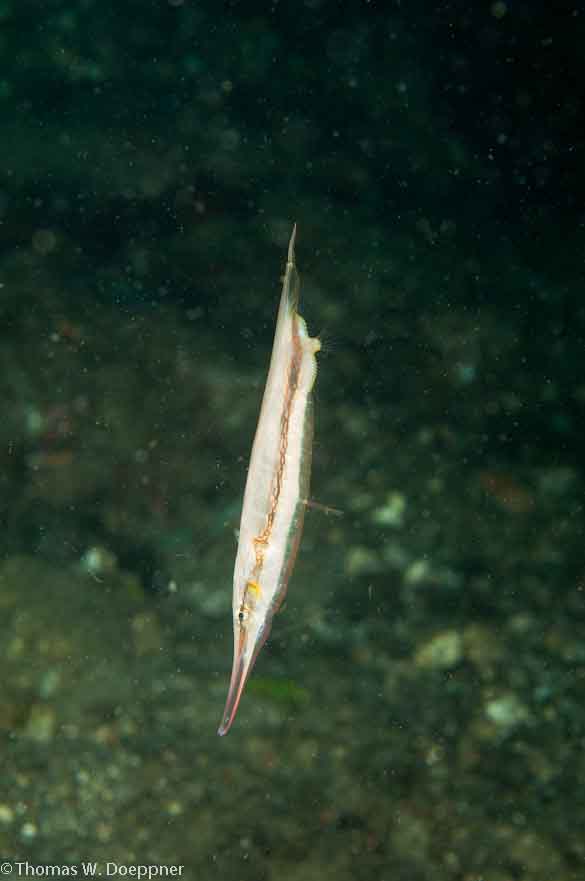 Razorfish
