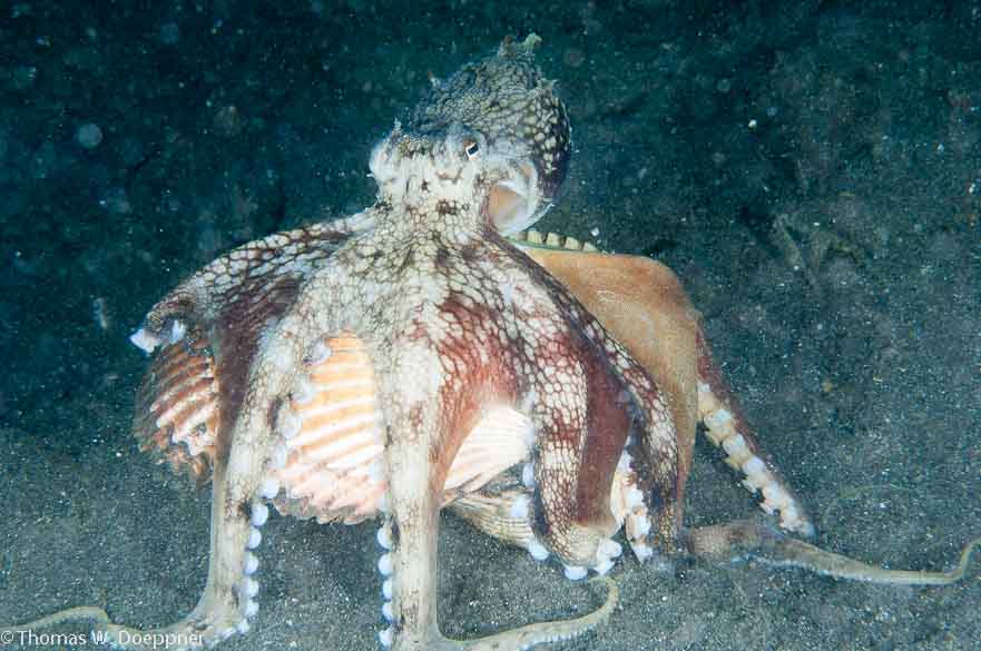 Coconut Octopus