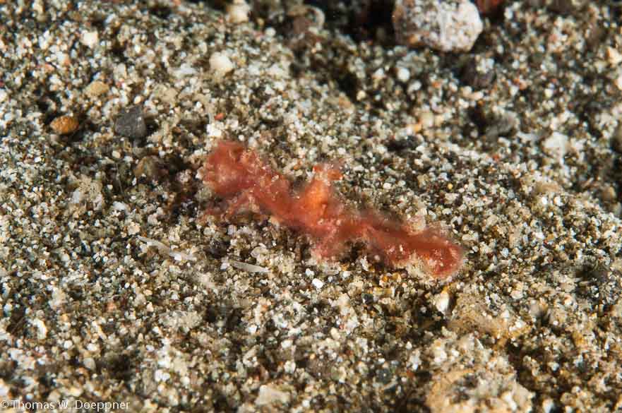 Orangutan Crab