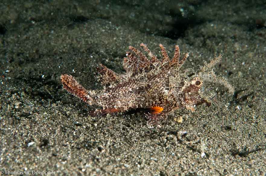 Ambon Scorpionfish