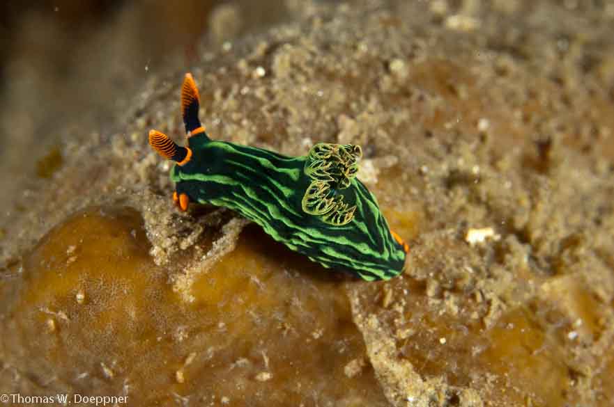 Nudibranch