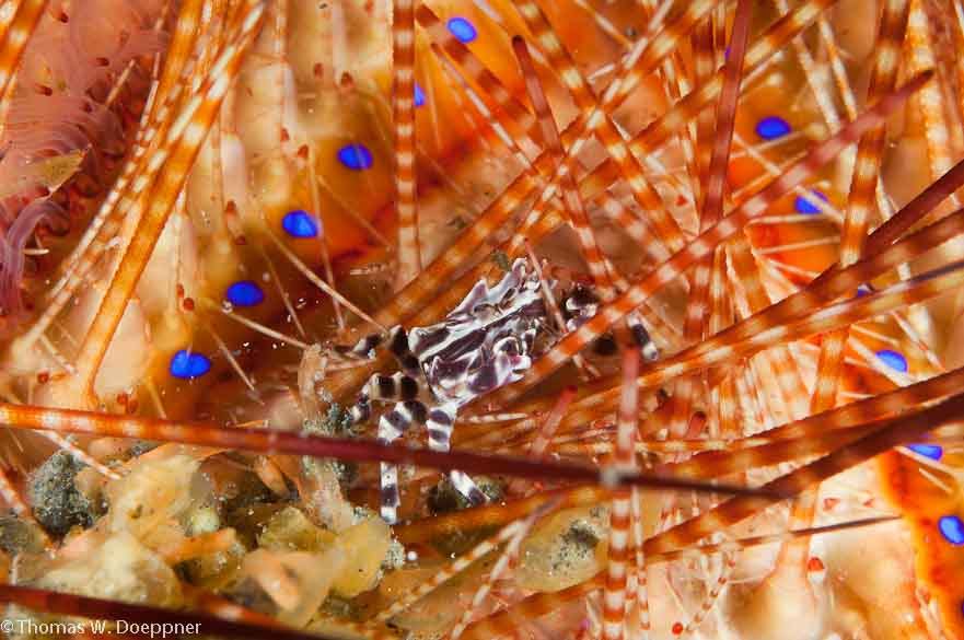 Zebra Urchin Crab
