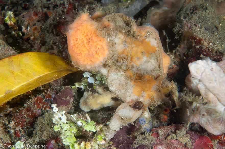 Sponge Crab