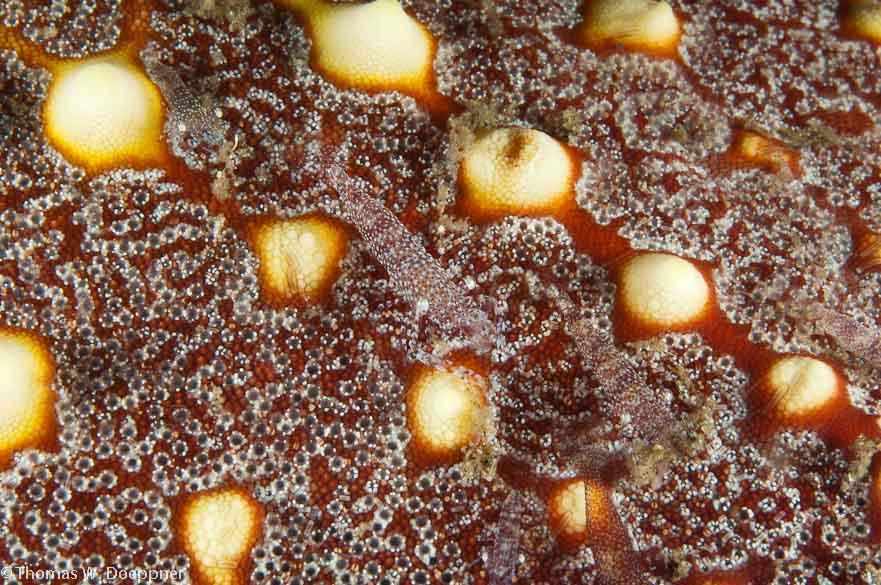 Rounded Sea Star Shrimp