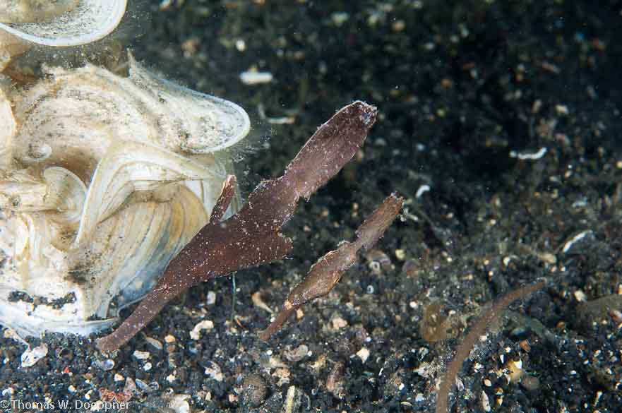 Robust Ghost Pipefish