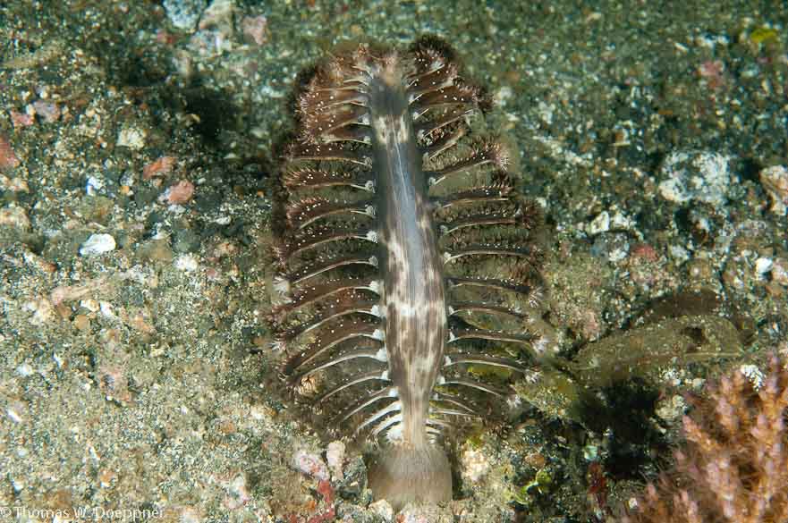 Sea Pen