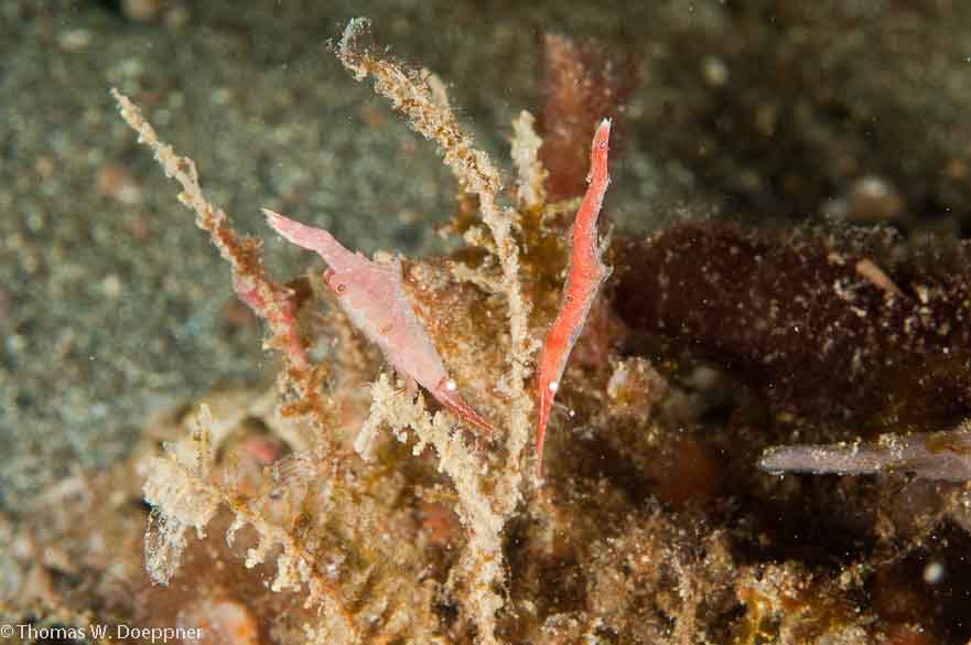 Ocellated Tozeuma Shrimp