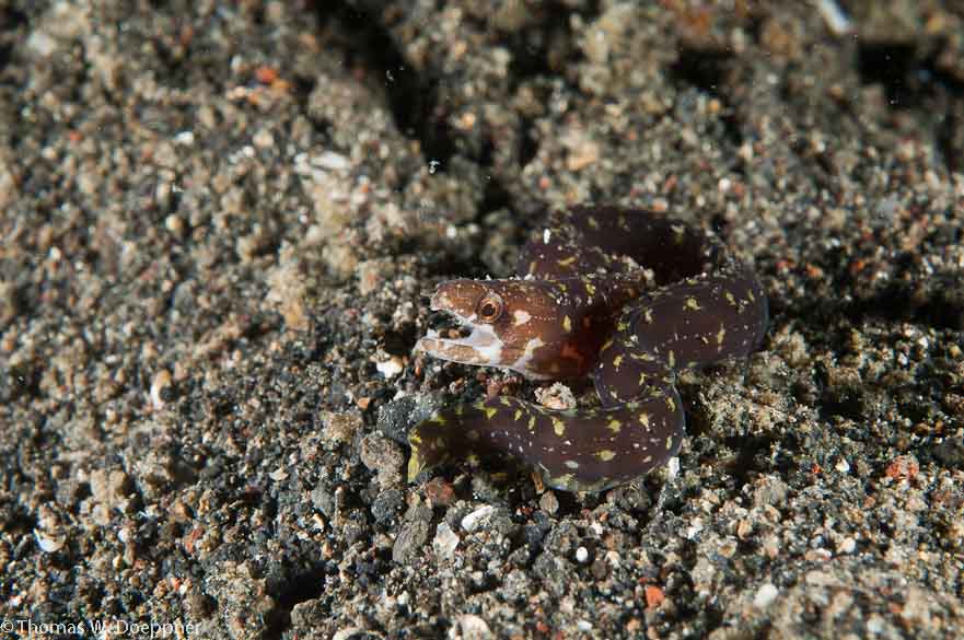 Juvenile Eel