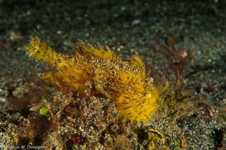 Hairy Frogfish
