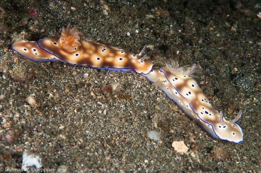Nudibranch
