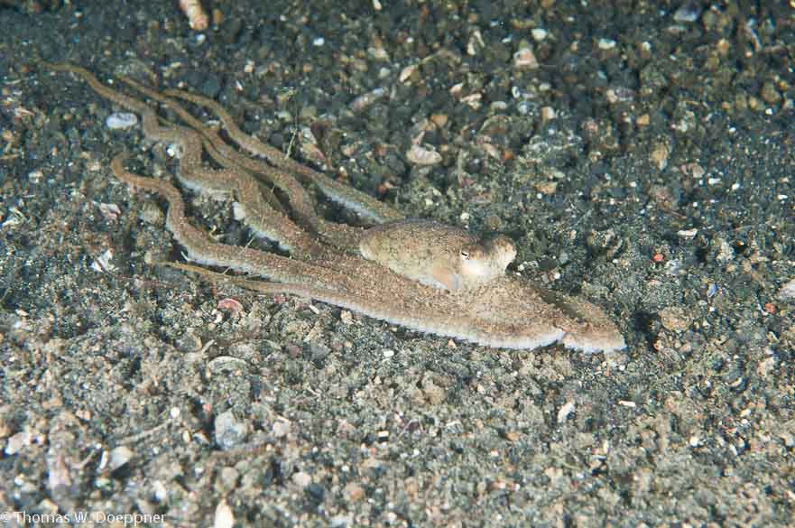 Long-Arm Octopus