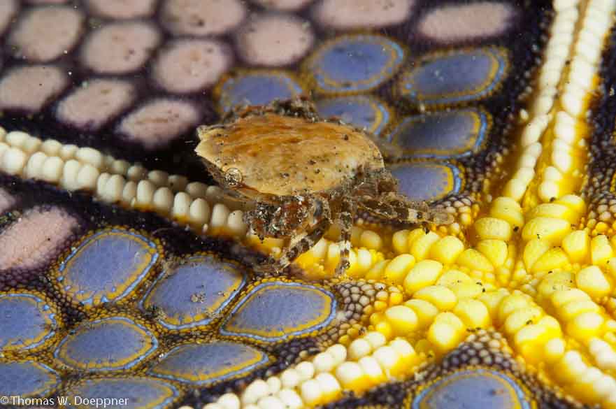 Sea Cucumber Swimming Crab