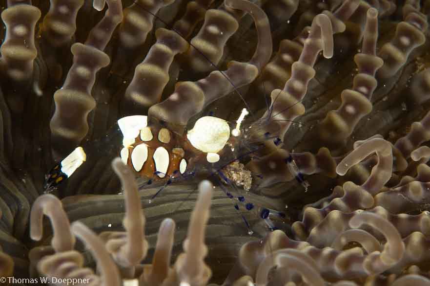Peacock-Tail Anemone Shrimp