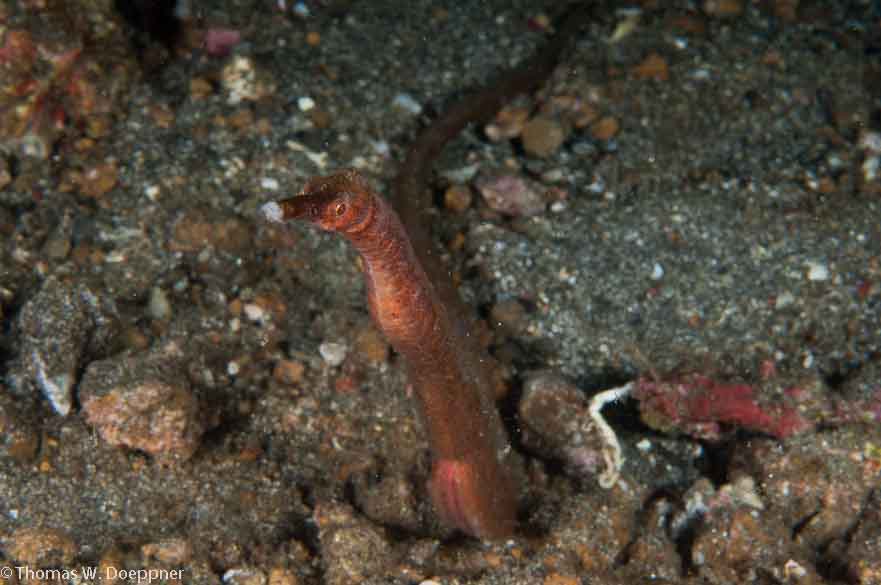 Short-Tailed Pipefish