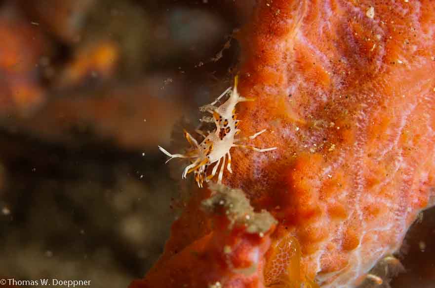 Spiny Tiger Shrimp