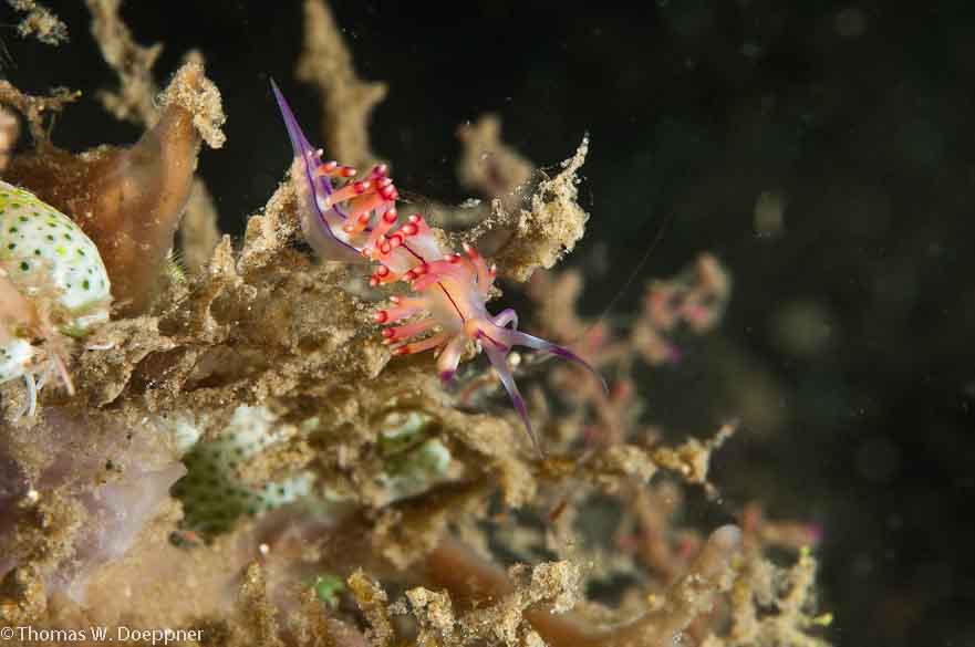Nudibranch
