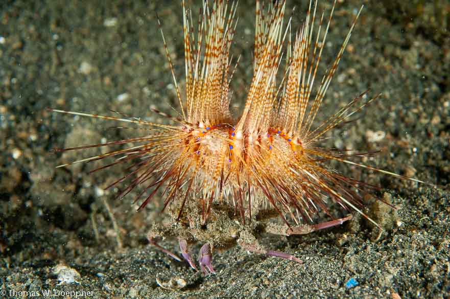 Urchin Carry Crab