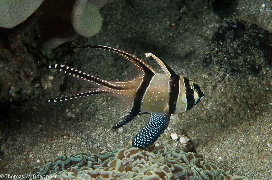 Banggai Cardinalfish
