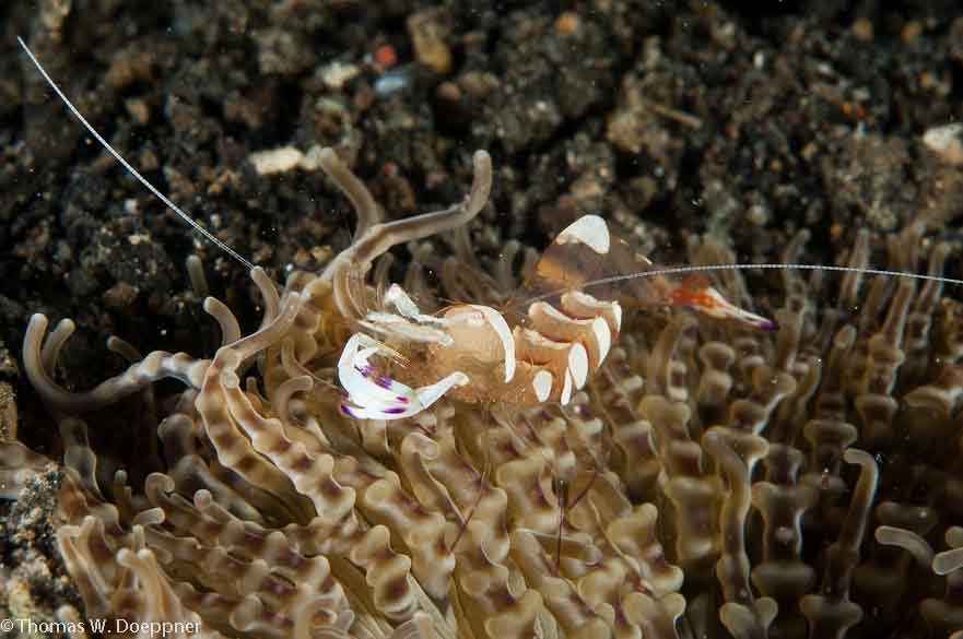 Magnificent Anemone Shrimp