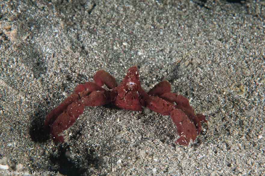 Decorator Crab