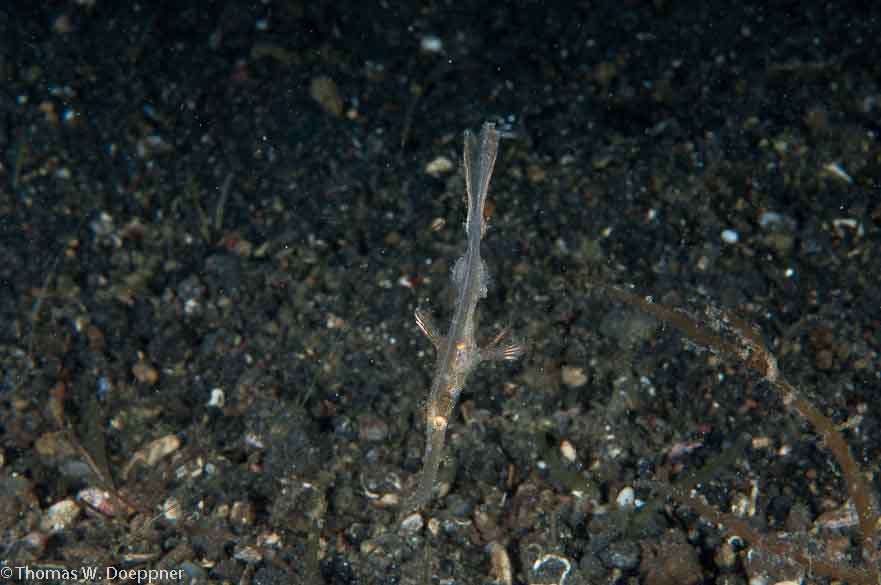 Roughsnout Ghost Pipefish
