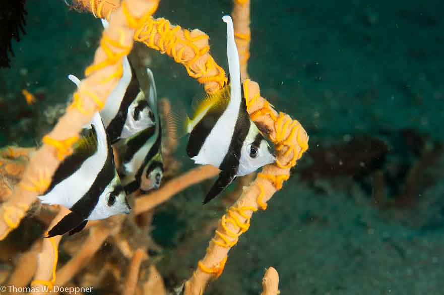 Juvenile Butterflyfish