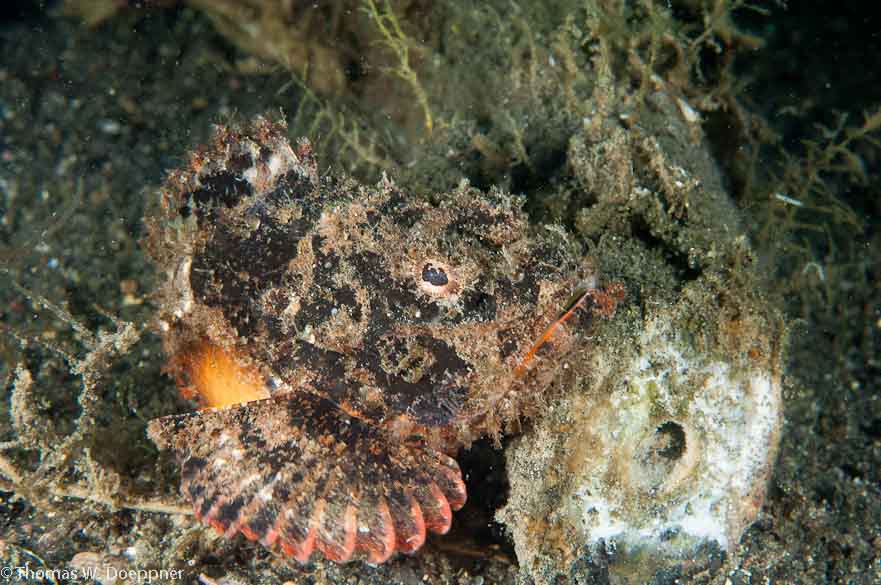 Tassled Scorpionfish