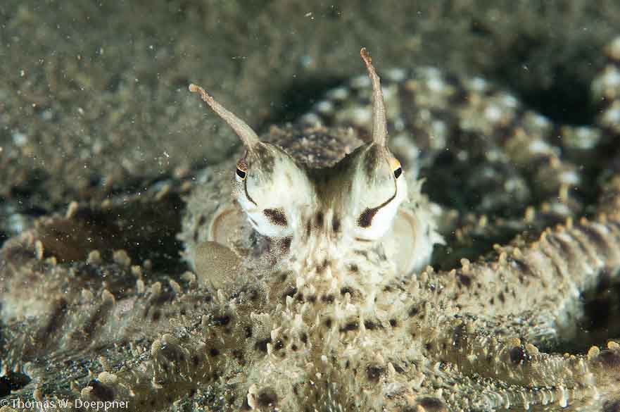 Mimic Octopus
