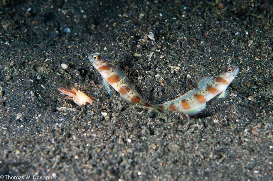 Shrimp Goby