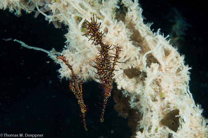 Ornate Ghost Pipefish