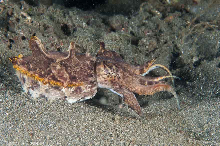 Flamboyant Cuttlefish