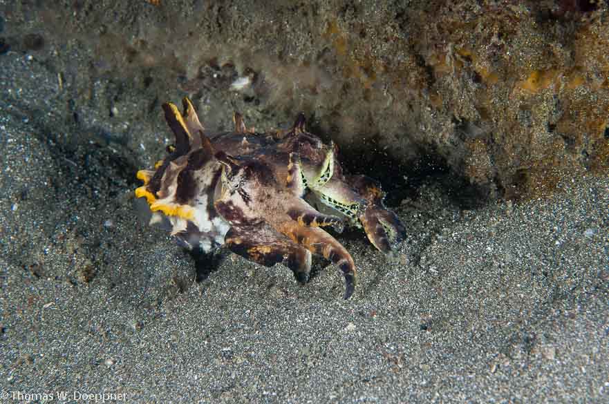 Flamboyant Cuttlefish