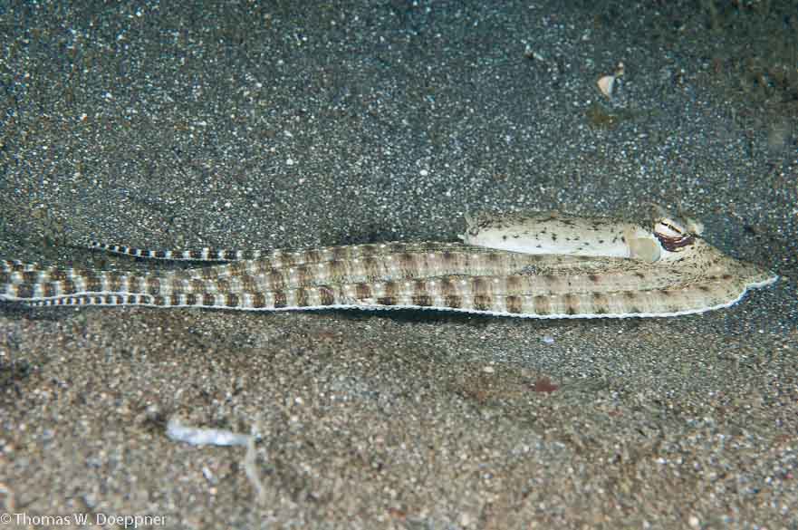 Mimic Octopus