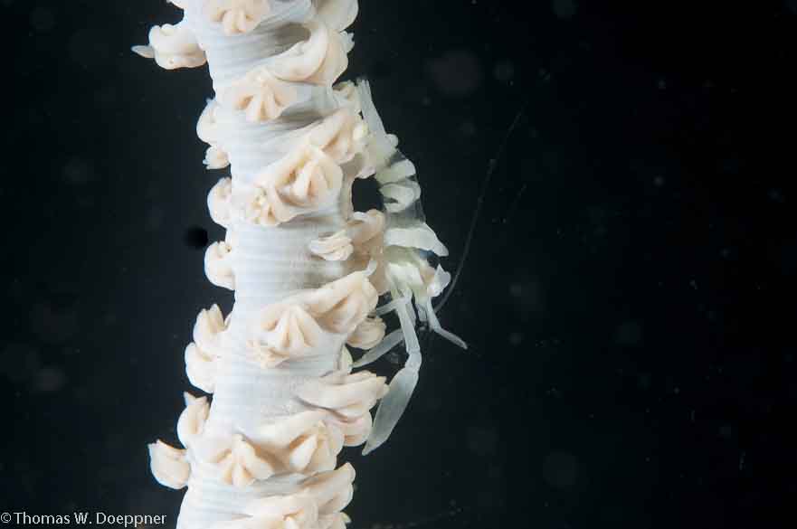 Aker's Whip Coral Shrimp