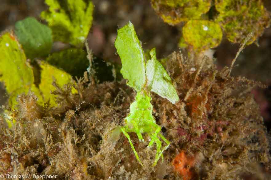 Arrowhead Crab