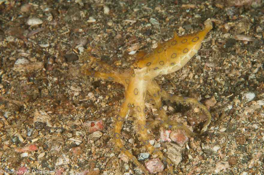 Blue-Ringed Octopus