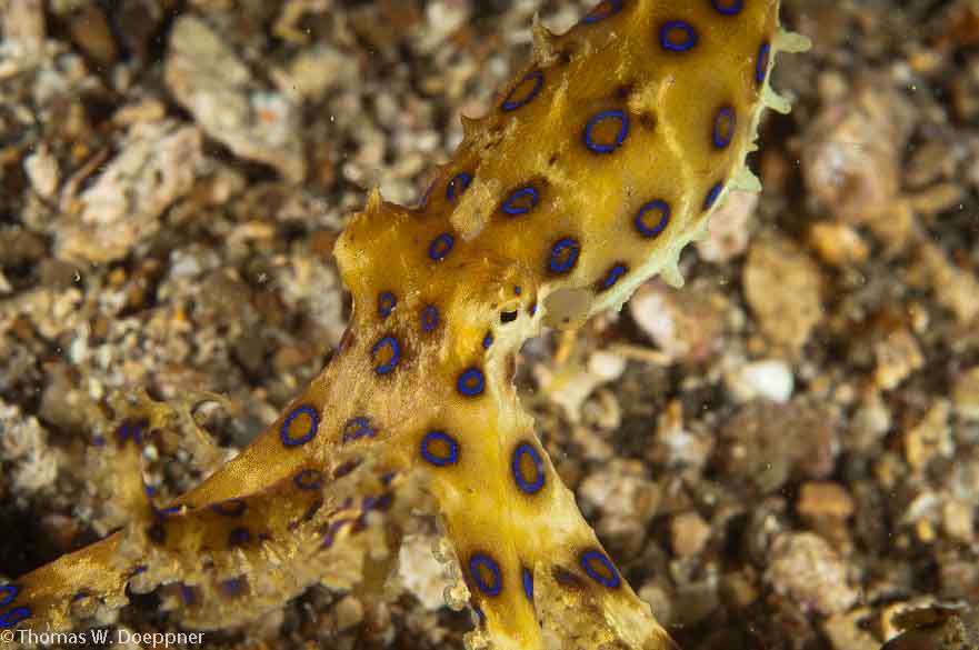 Blue-Ringed Octopus