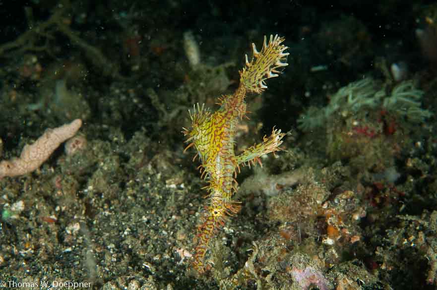 Ornate Ghost Pipefish