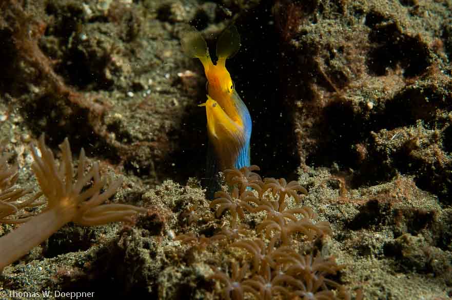 Ribbon Eel