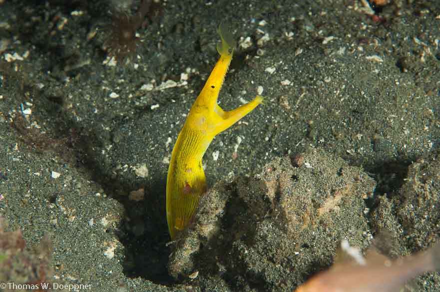 Ribbon Eel